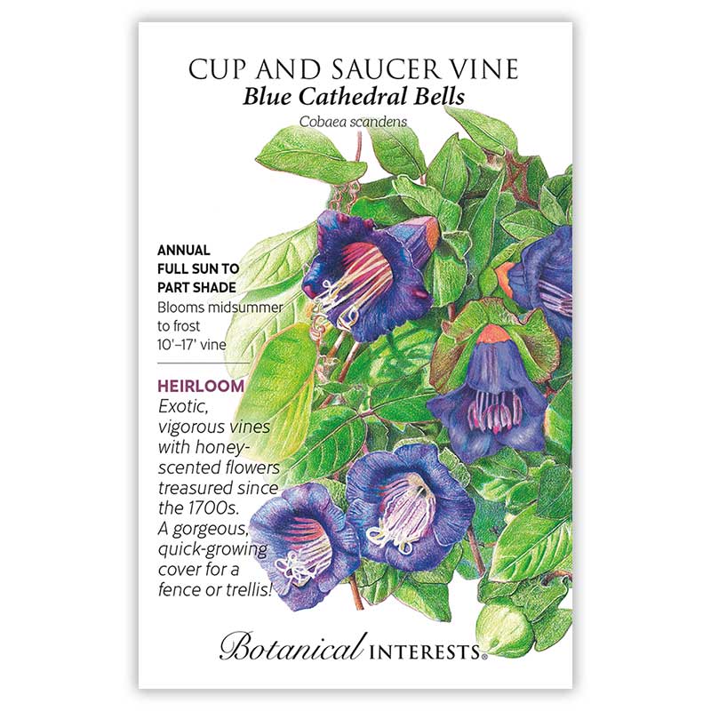 Blue Cathedral Bells Cup and Saucer Vine Seeds - Image 3