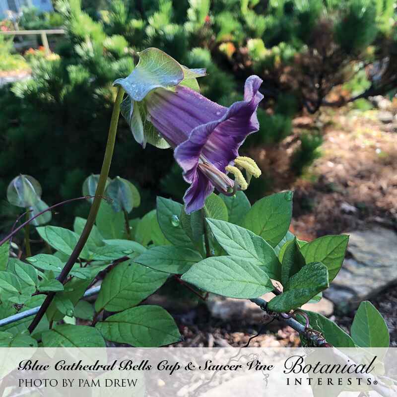 Blue Cathedral Bells Cup and Saucer Vine Seeds - Image 4