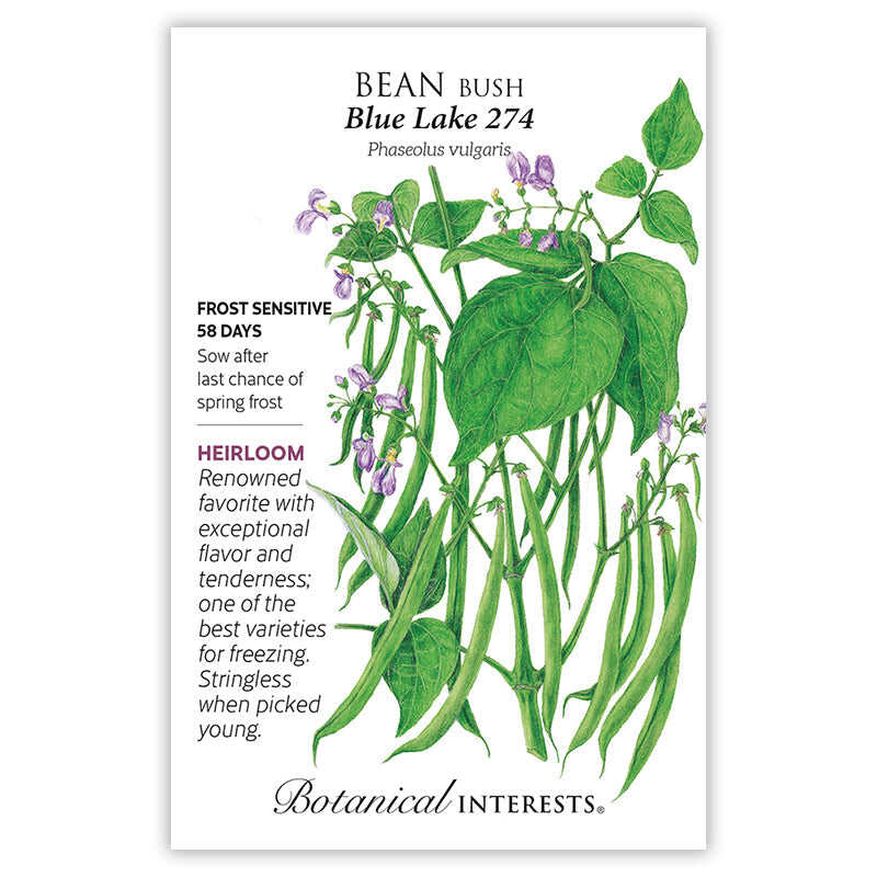 Blue Lake 274 Bush Bean Seeds - Image 4