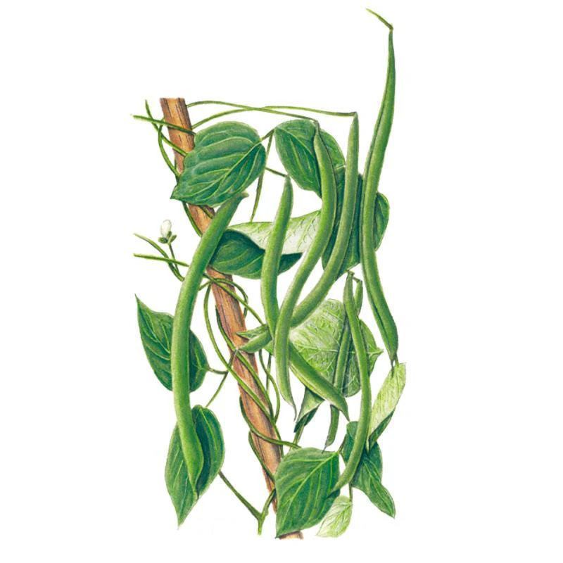 Blue Lake FM-1K Pole Bean Seeds