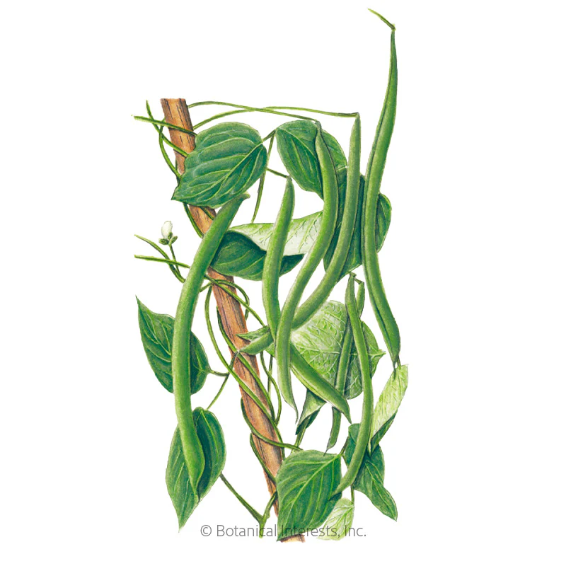 Blue Lake FM-1K Pole Bean Seeds - Image 6