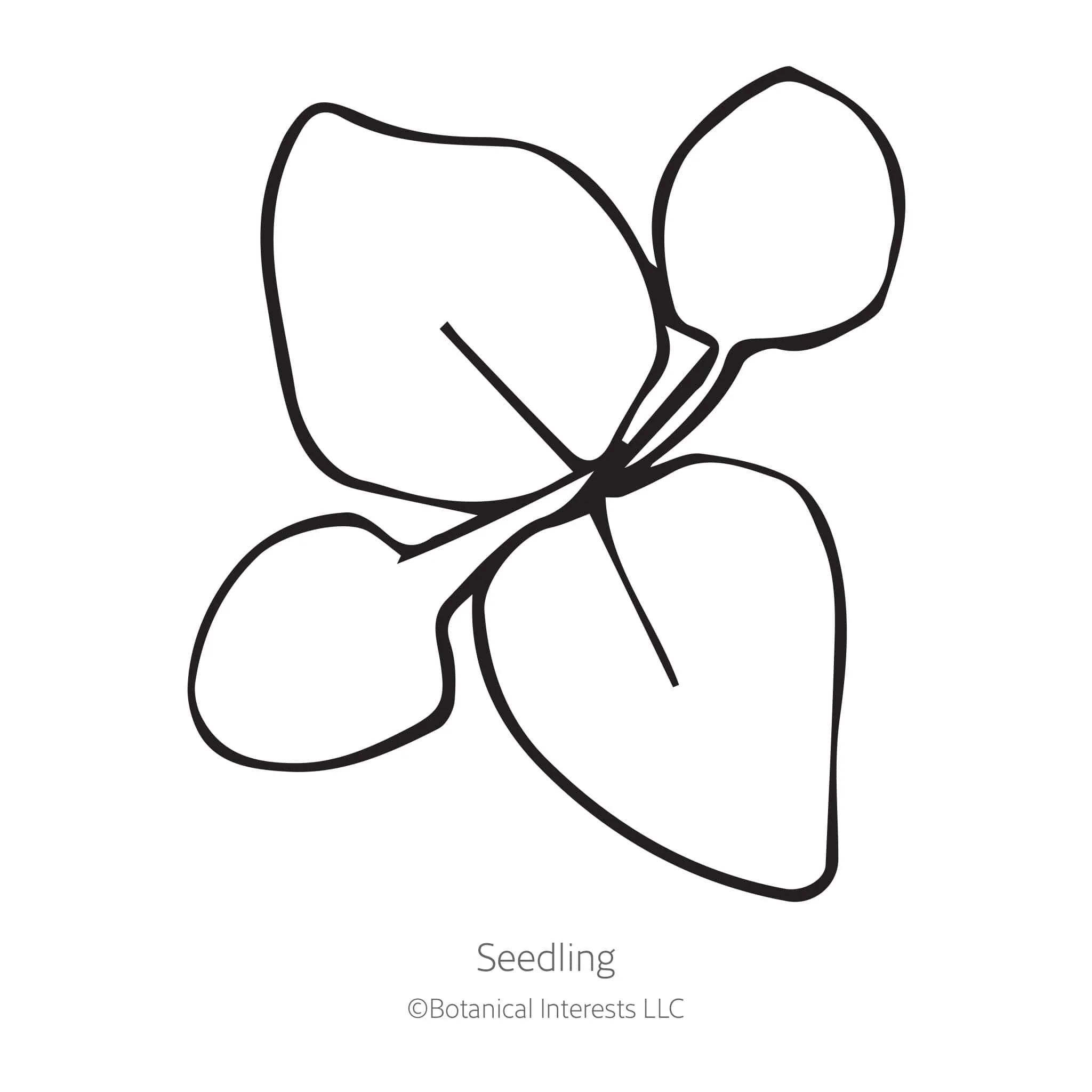 Blue Planet Ageratum Seeds - Image 2