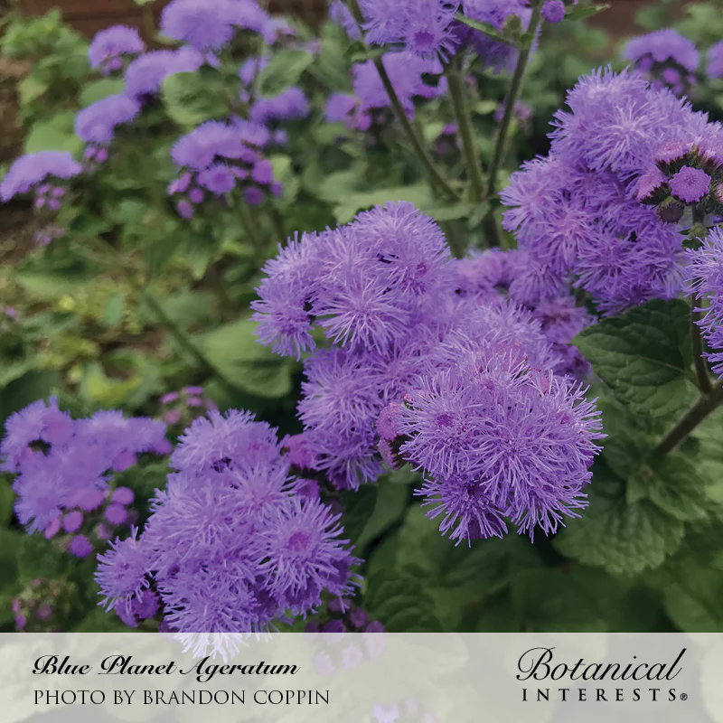 Blue Planet Ageratum Seeds - Image 4