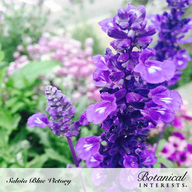 Blue Victory Salvia Seeds - Image 4