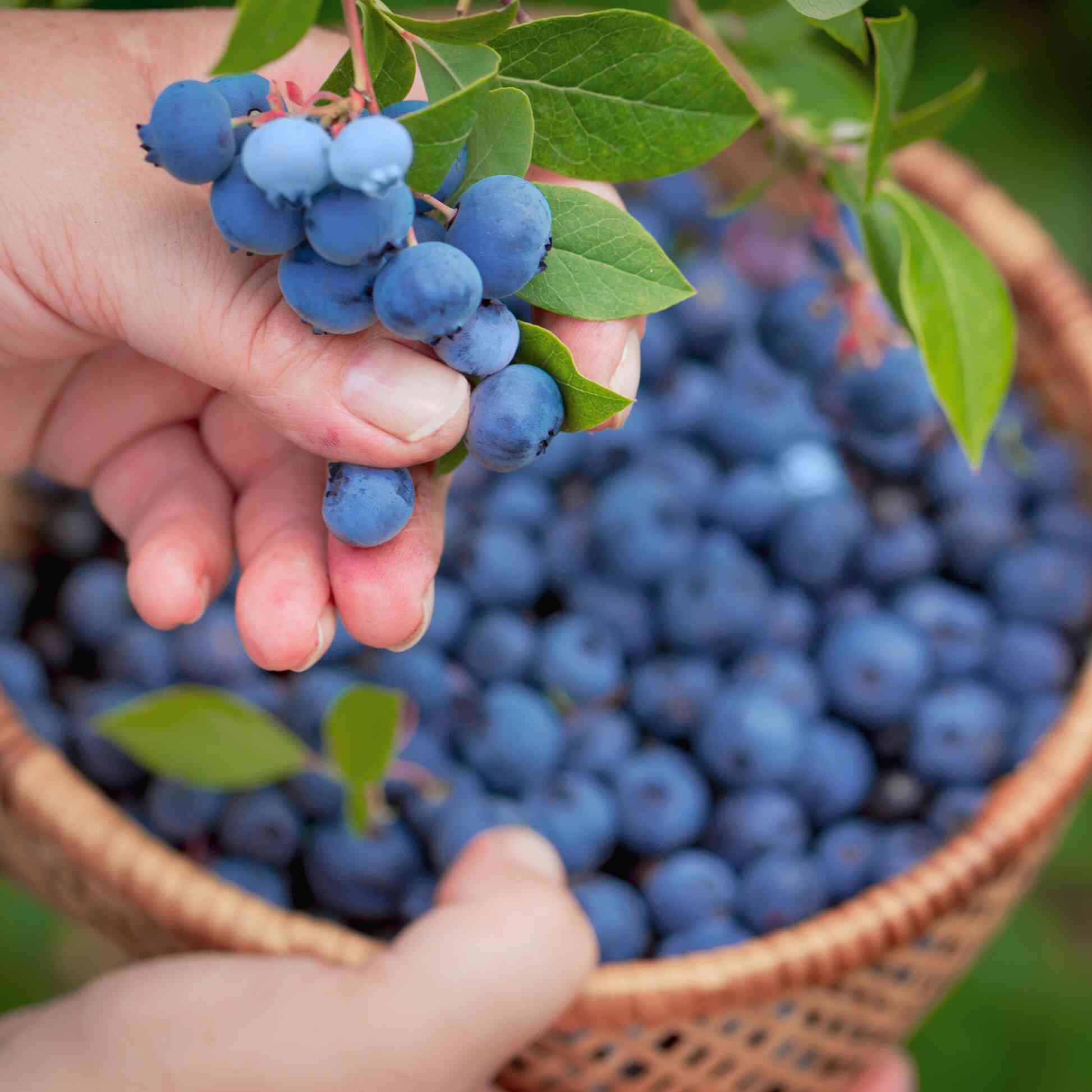Bluecrop Blueberry - Image 4