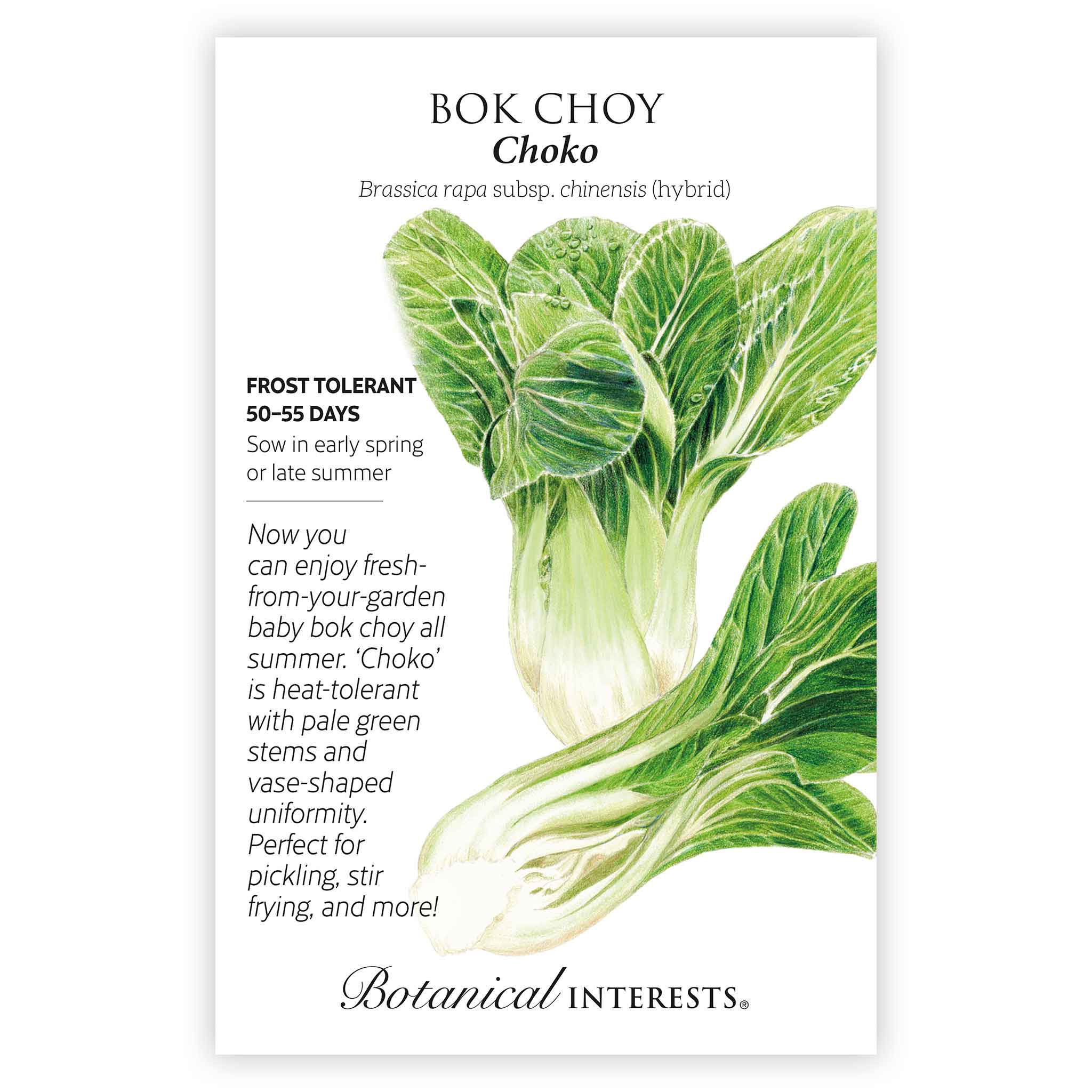 Bok Choy Choko Seeds - Image 3