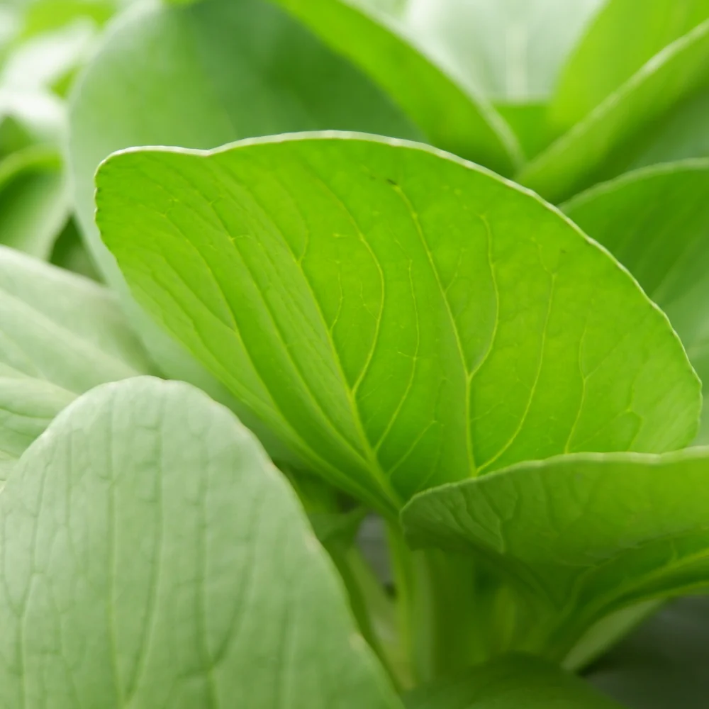 Bok Choy Choko Seeds - Image 4