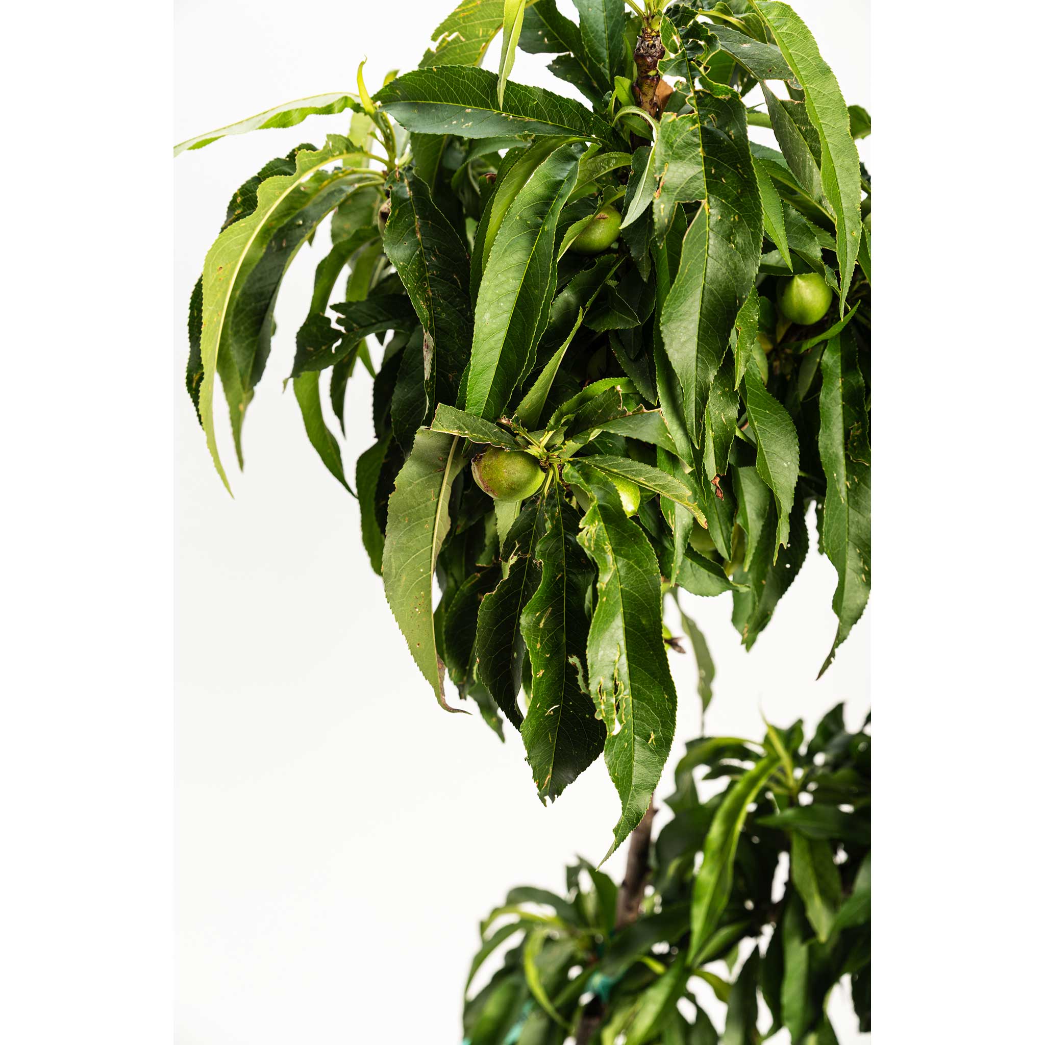 Bonanza Patio Peach - Image 4