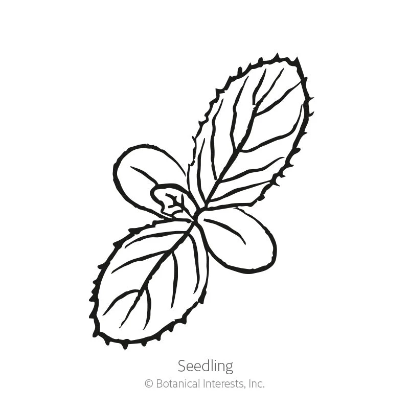 Borage Seeds - Image 2
