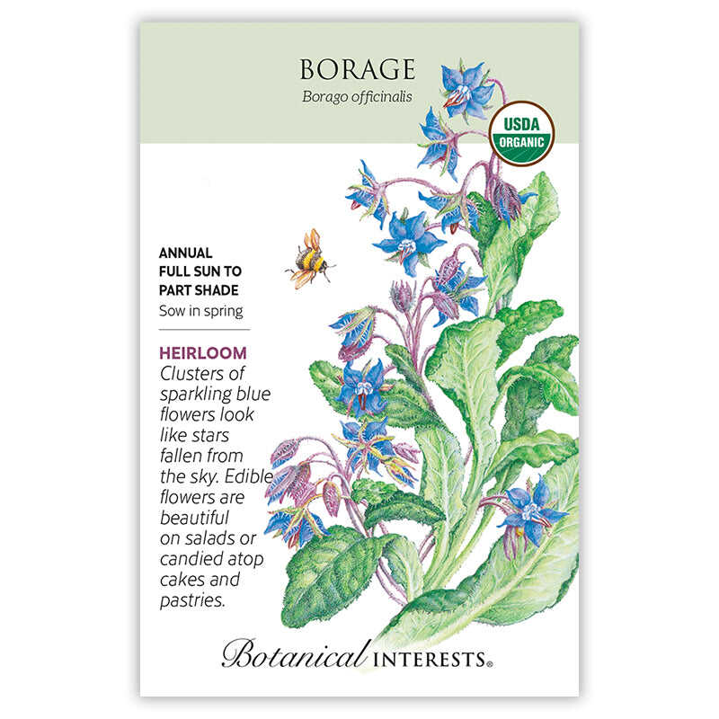 Borage Seeds - Image 3