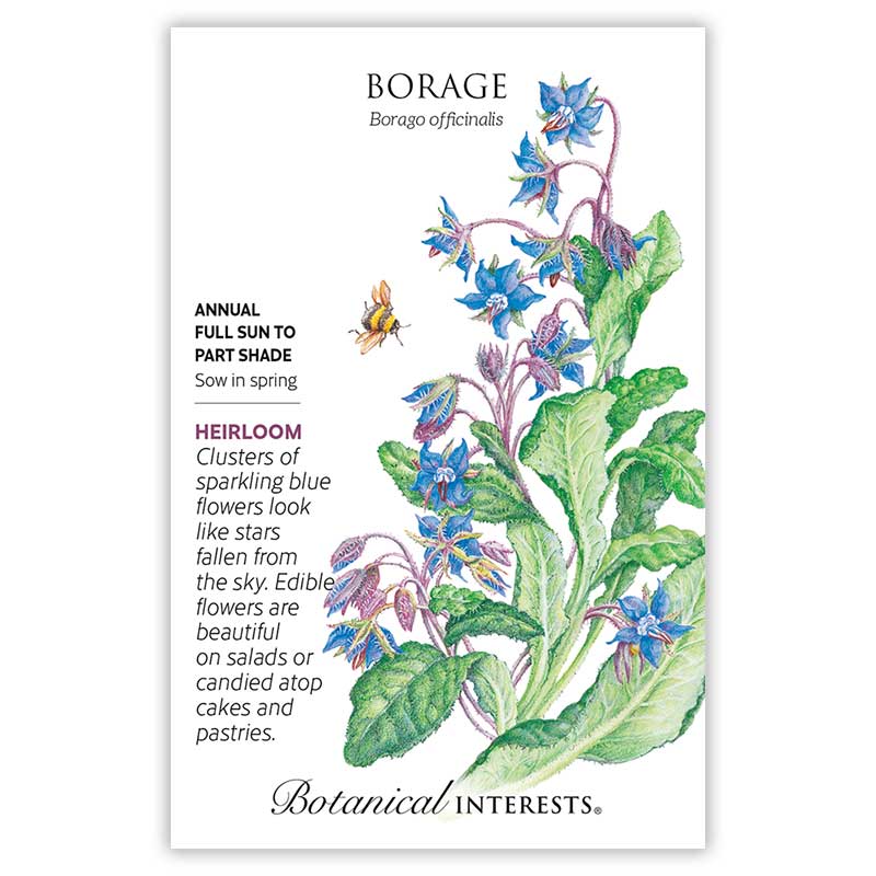 Borage Seeds - Image 4