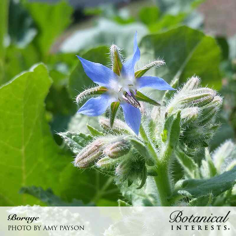 Borage Seeds - Image 5