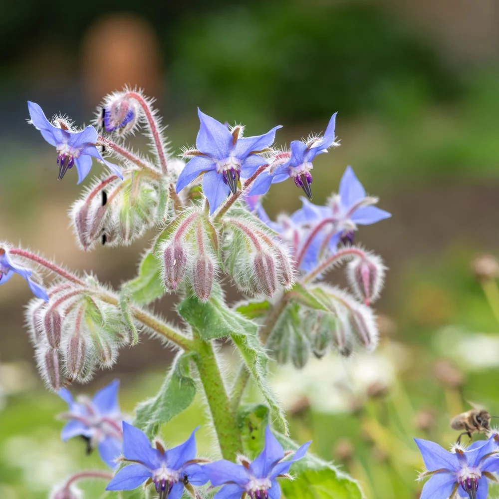 Borage Seeds - Image 7
