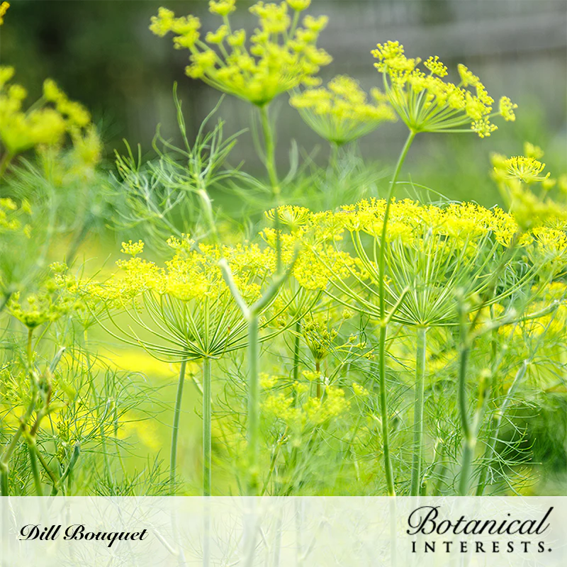 Bouquet Dill Seeds - Image 4