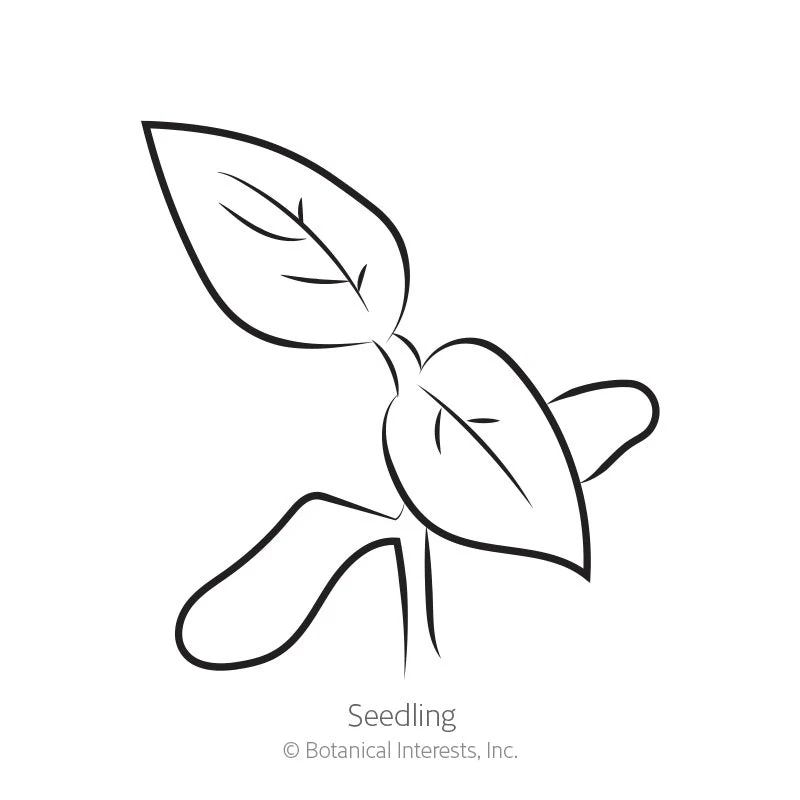 Brandywine Red & Yellow Blend Pole Tomato Seeds - Image 2
