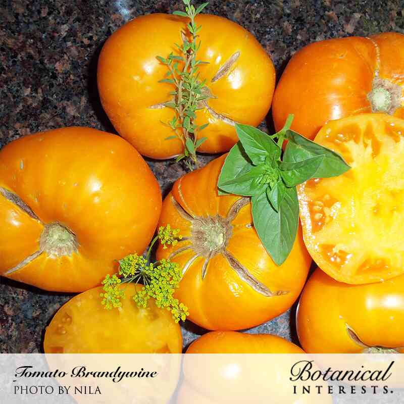 Brandywine Red & Yellow Blend Pole Tomato Seeds - Image 4