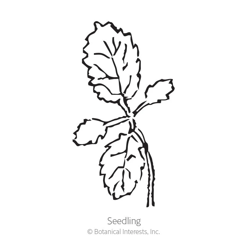 Brazilian Vervain Verbena Seeds - Image 2