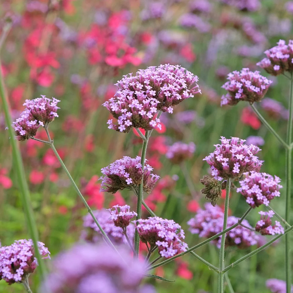 Brazilian Vervain Verbena Seeds - Image 4