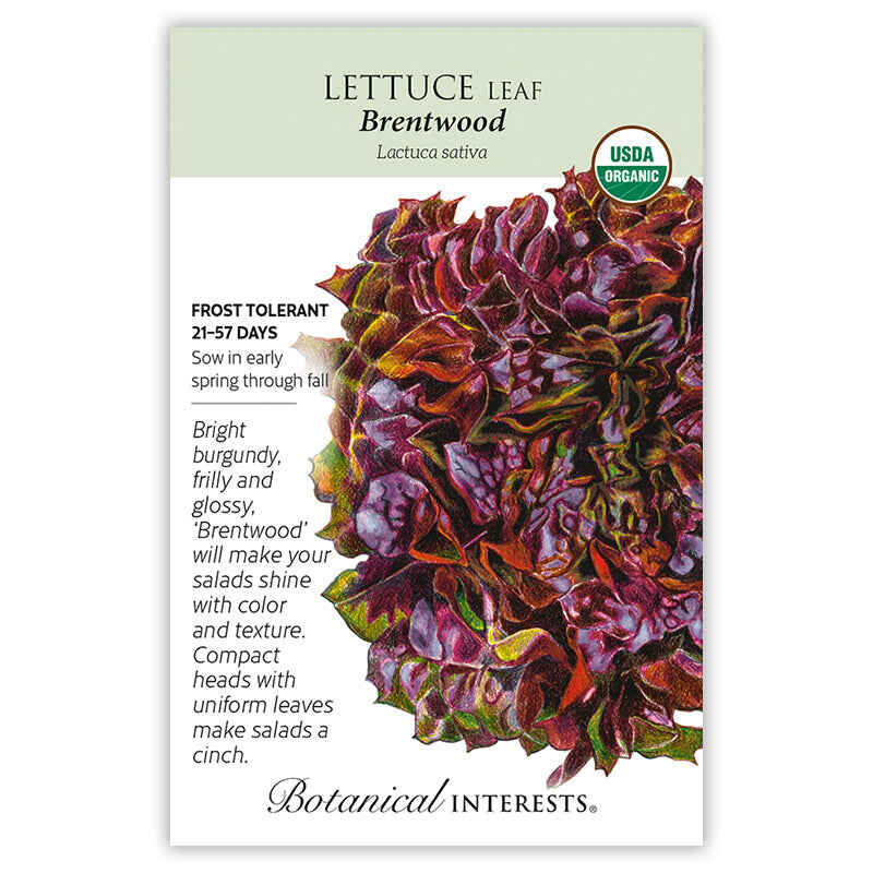 Brentwood Leaf Lettuce Seeds - Image 3