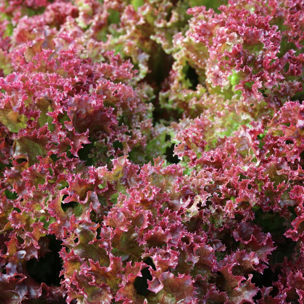 Brentwood Leaf Lettuce Seeds - Image 4