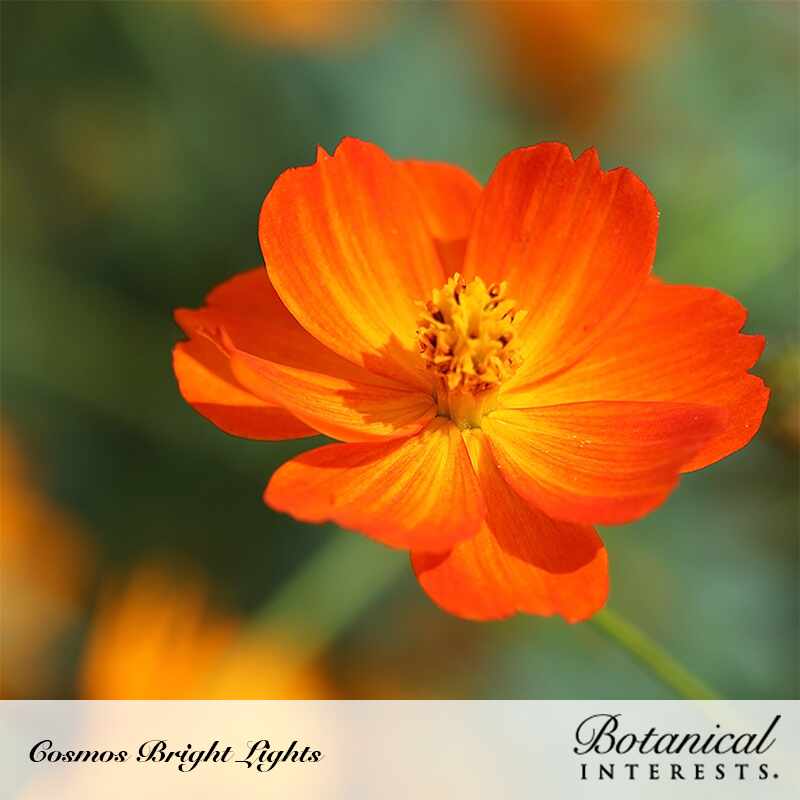 Bright Lights Blend Cosmos Seeds - Image 4