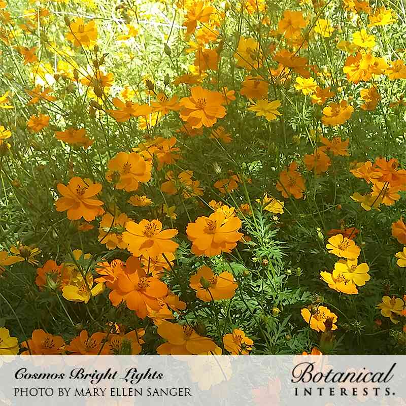 Bright Lights Blend Cosmos Seeds - Image 5