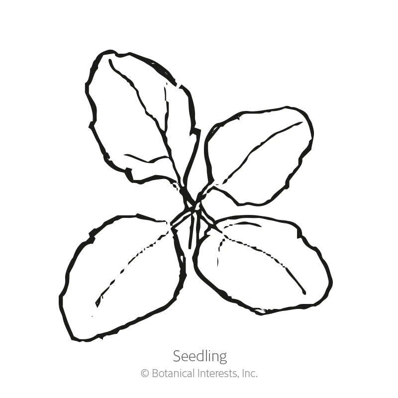 Brightest Brilliant Rainbow Quinoa Seeds - Image 2