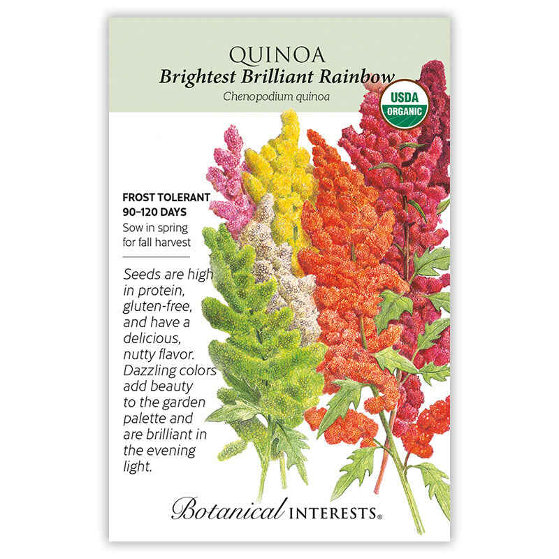 Brightest Brilliant Rainbow Quinoa Seeds - Image 3