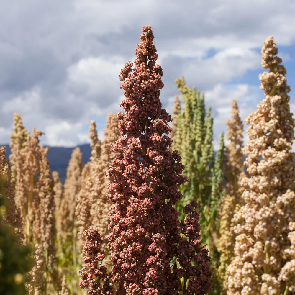 Brightest Brilliant Rainbow Quinoa Seeds - Image 4
