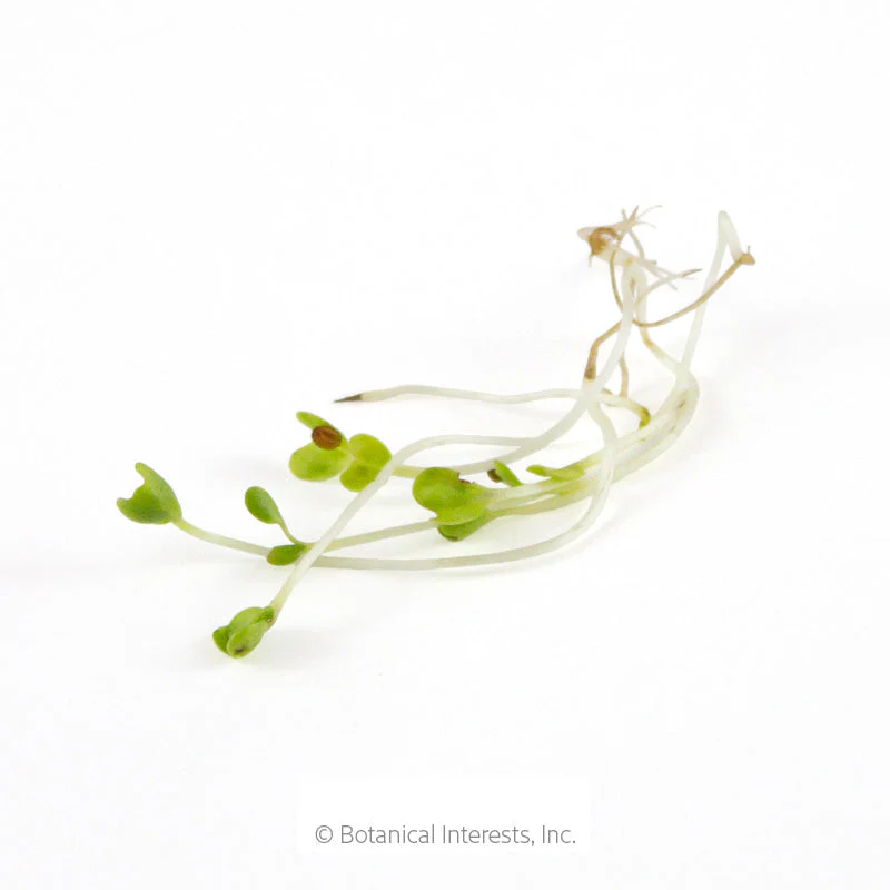 Broccoli Sprouts Seeds - Image 3