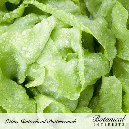 Buttercrunch Butterhead Lettuce Seeds - Image 4