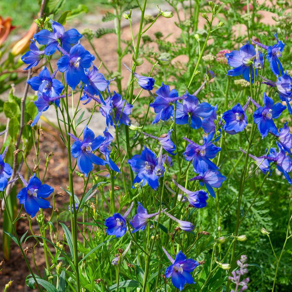 Butterfly Blend Delphinium Seeds - Image 4