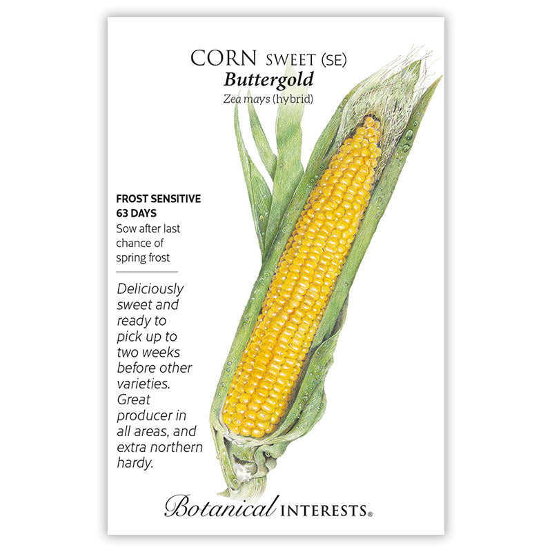 Buttergold Sweet Corn Seeds - Image 3