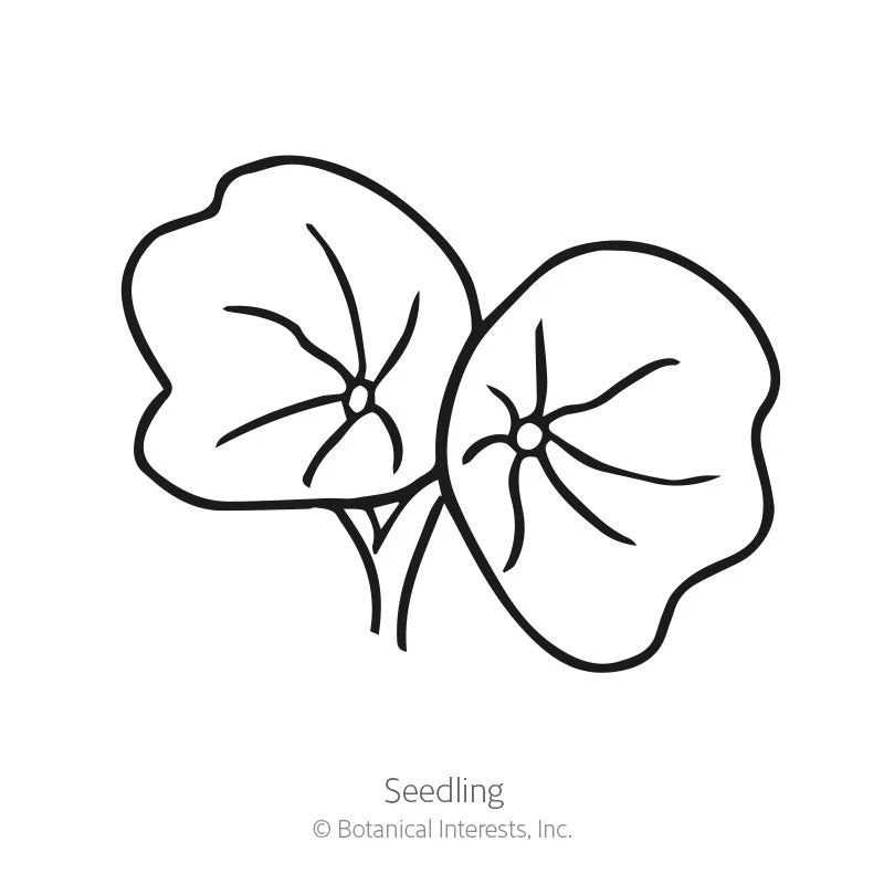 Butterscotch Nasturtium Seeds - Image 2