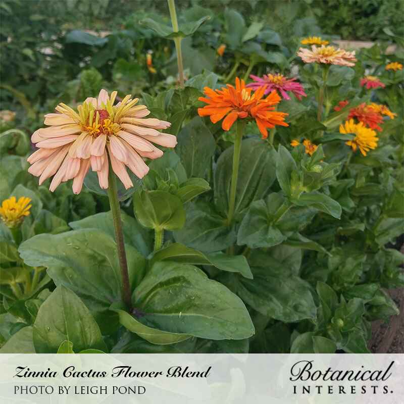 Cactus Flower Blend Zinnia Seeds - Image 4