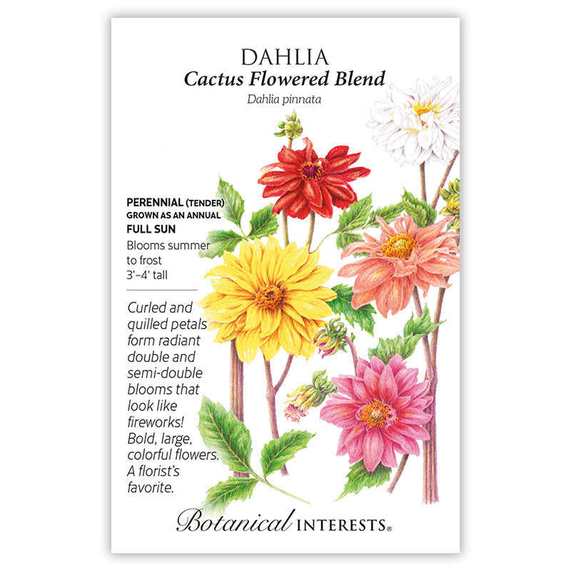 Cactus Flowered Blend Dahlia Seeds - Image 3