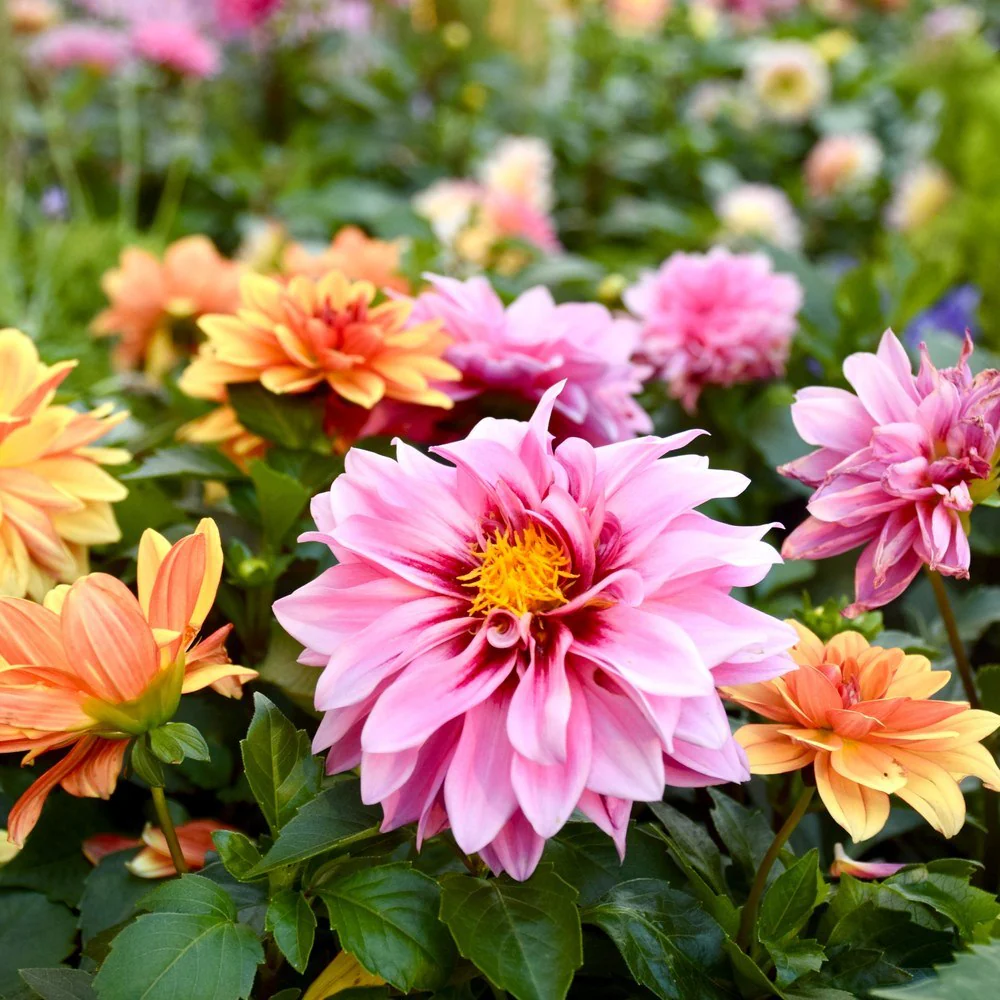 Cactus Flowered Blend Dahlia Seeds - Image 4