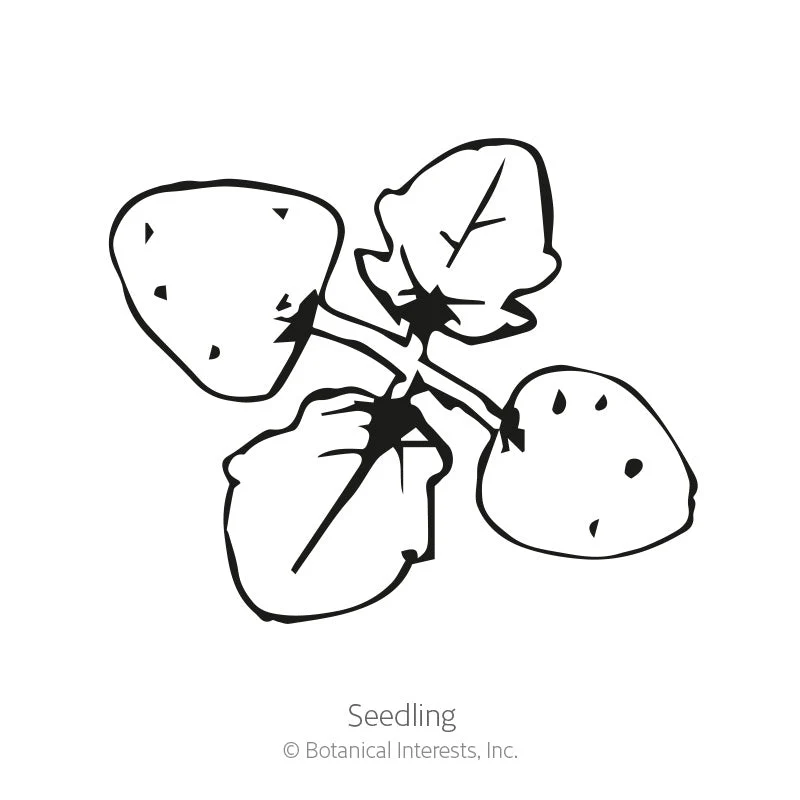 California Bluebells Seeds - Image 2