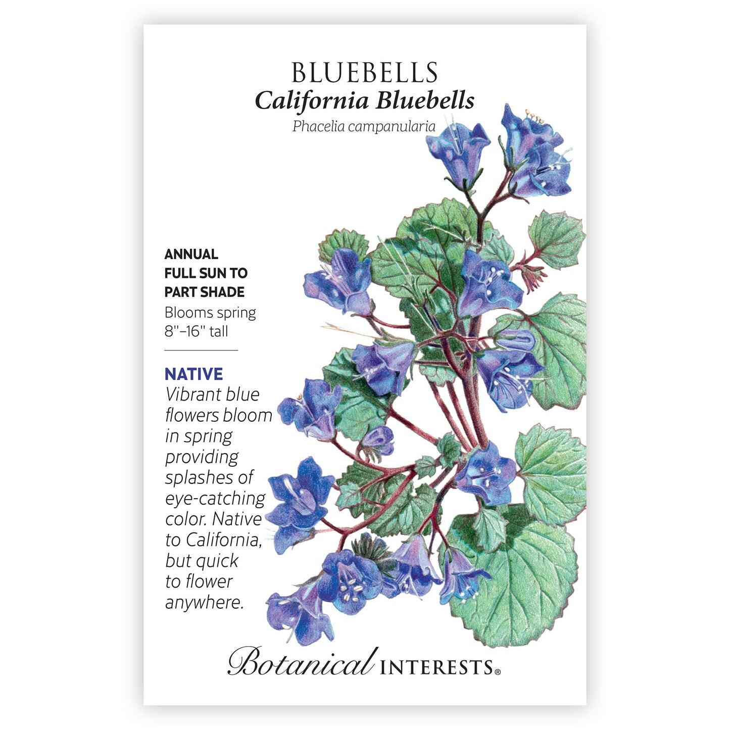 California Bluebells Seeds - Image 3