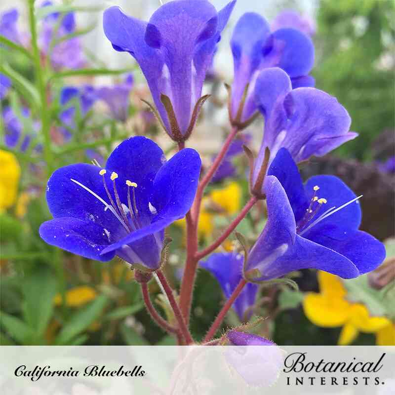 California Bluebells Seeds - Image 4