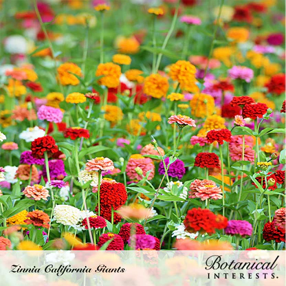 California Giants Blend Zinnia Seeds - Image 5