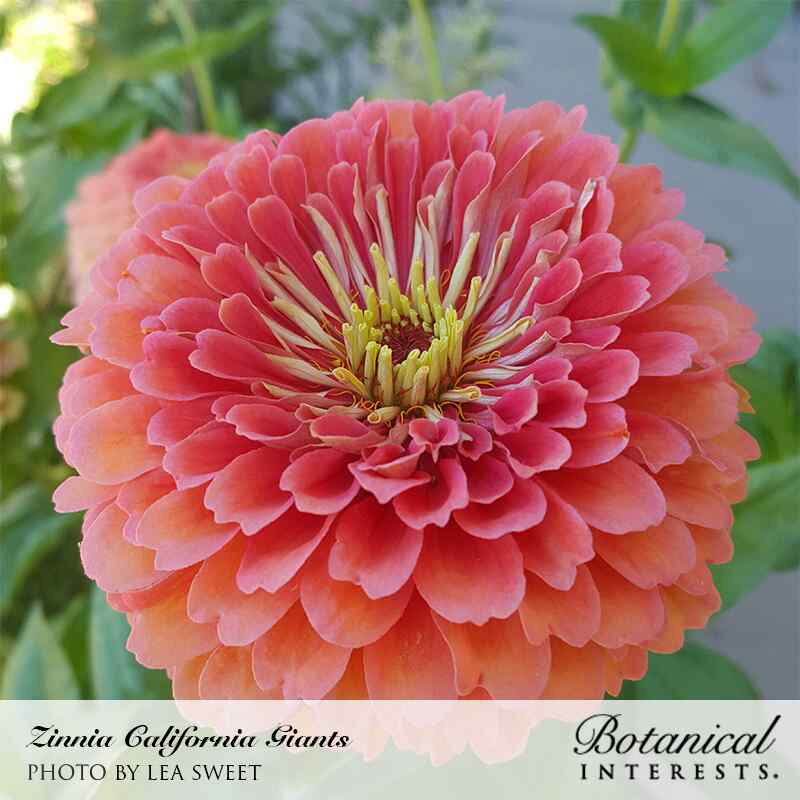 California Giants Blend Zinnia Seeds - Image 6
