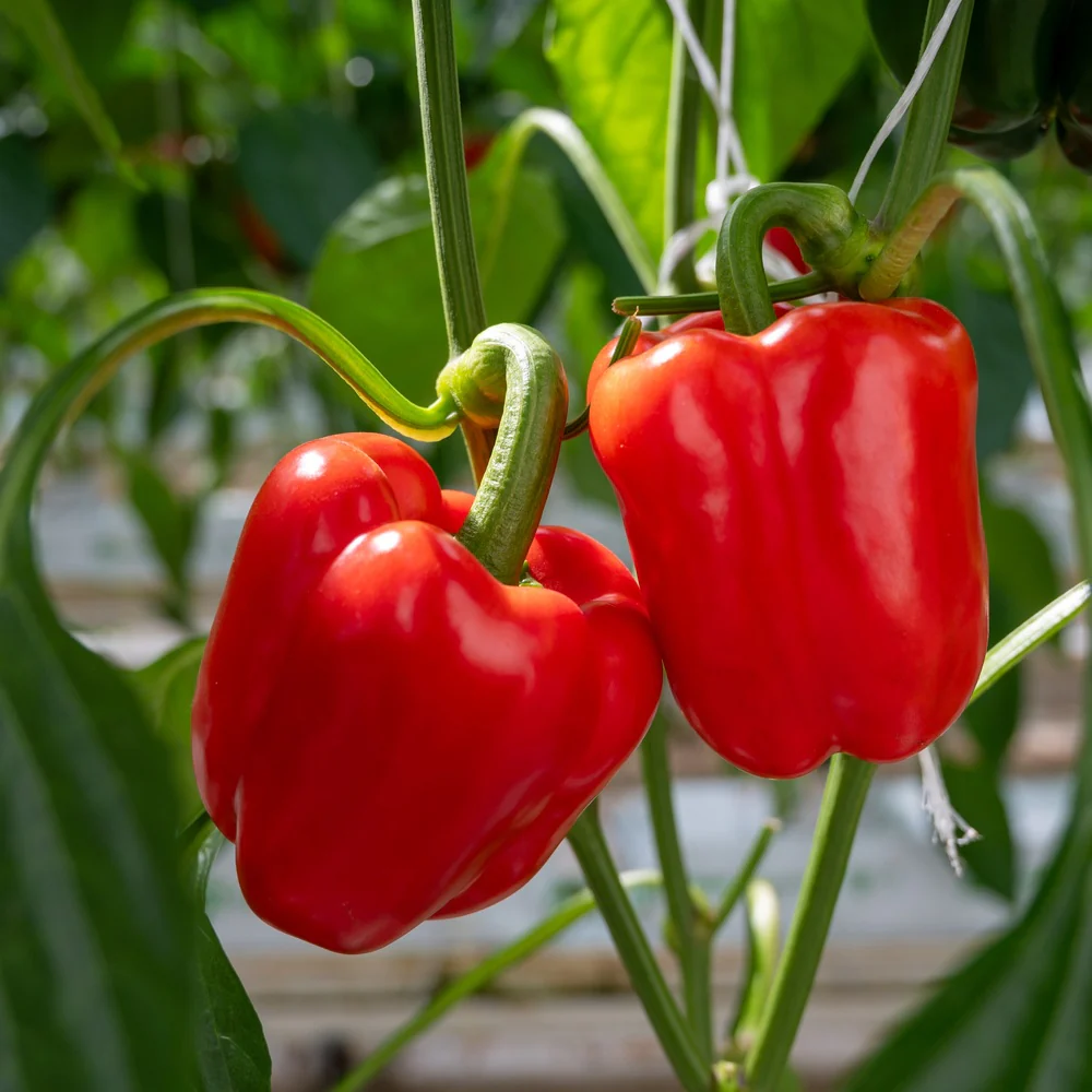 California Wonder Sweet Pepper Seeds - Image 4