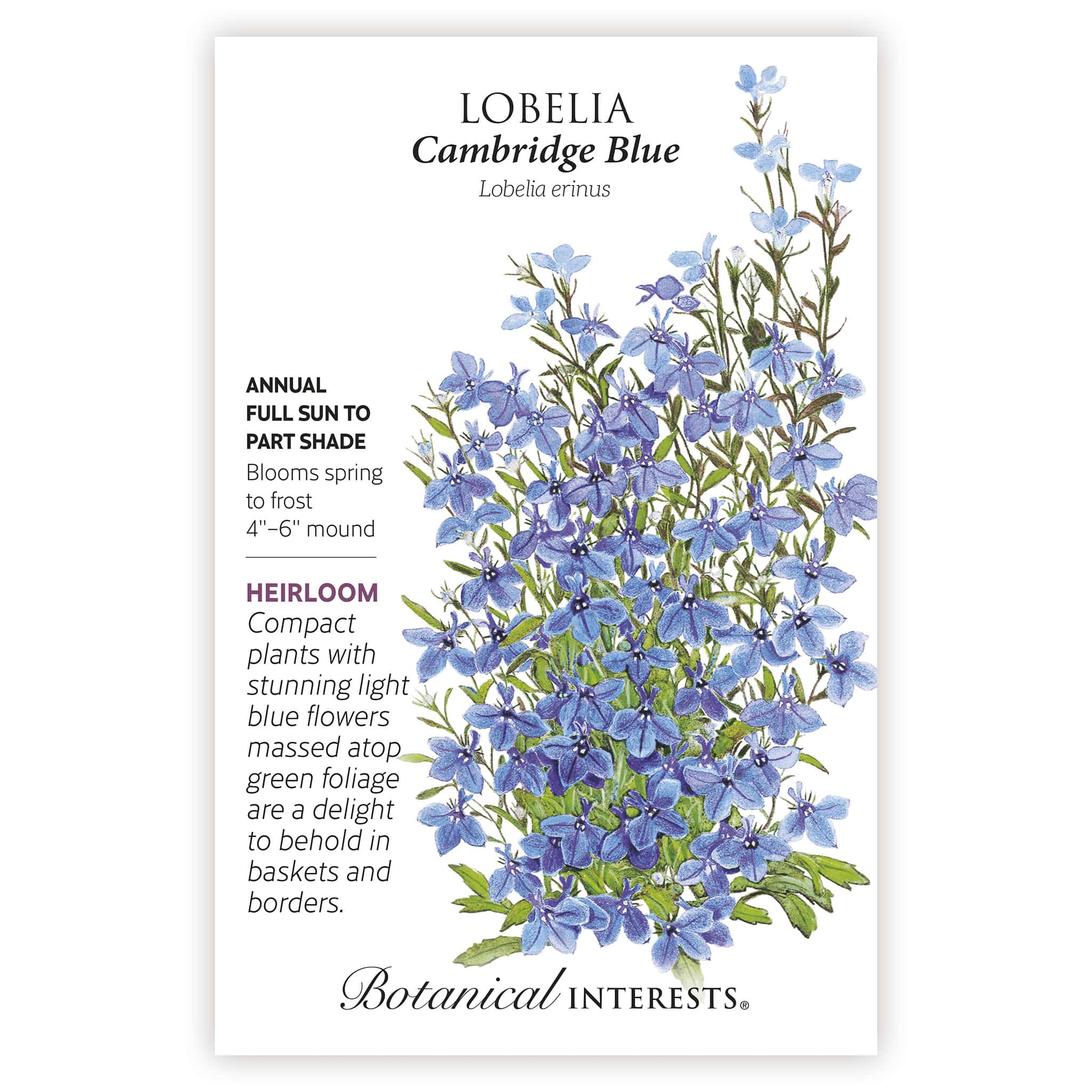 Cambridge Blue Lobelia Seeds - Image 3