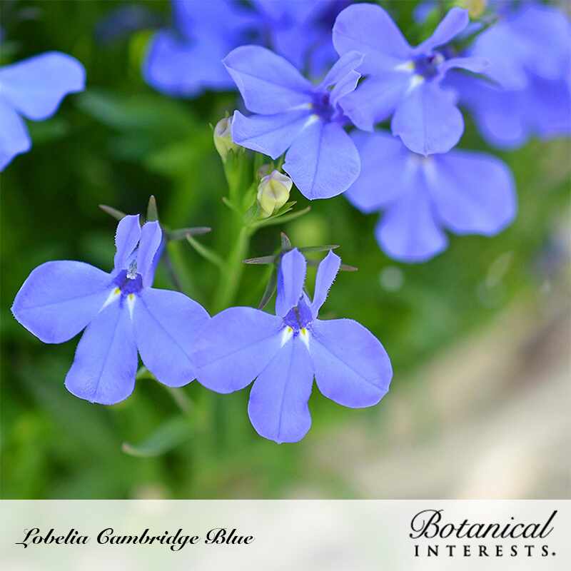 Cambridge Blue Lobelia Seeds - Image 4
