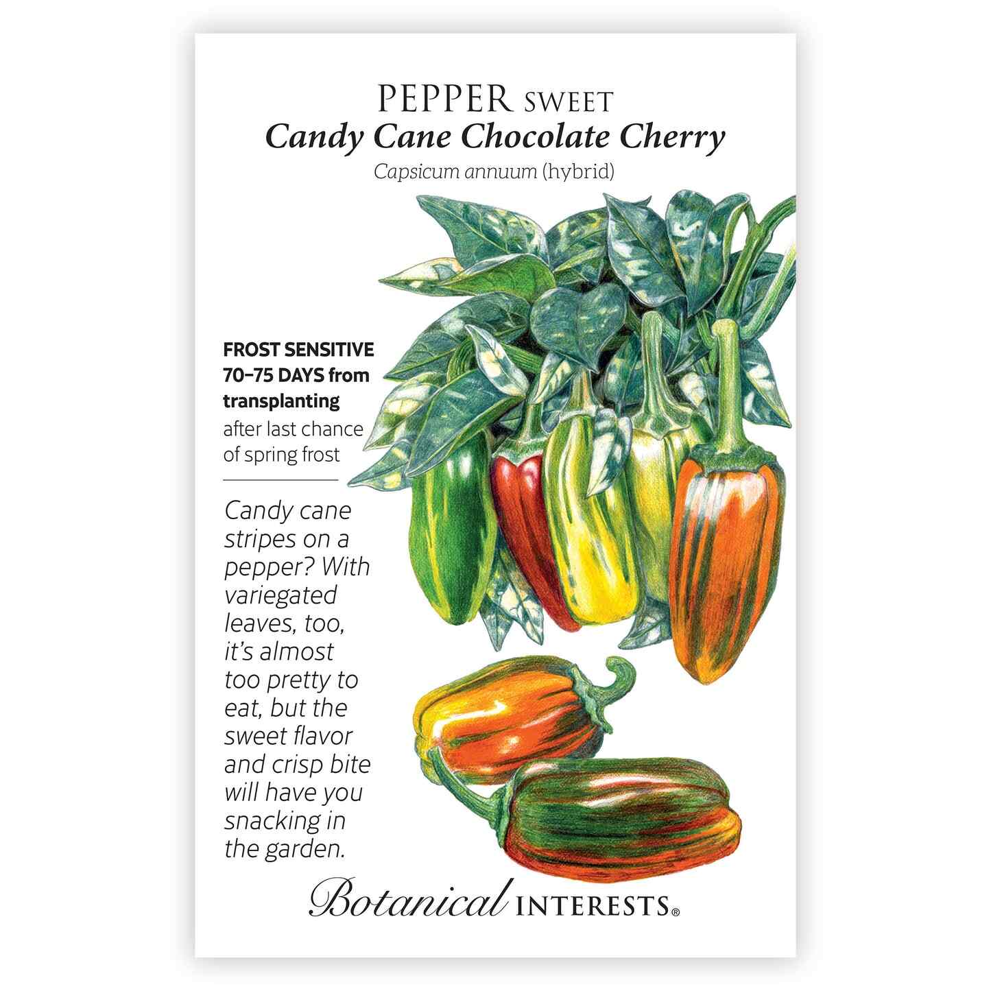 Candy Cane Chocolate Cherry Sweet Pepper Seeds - Image 3
