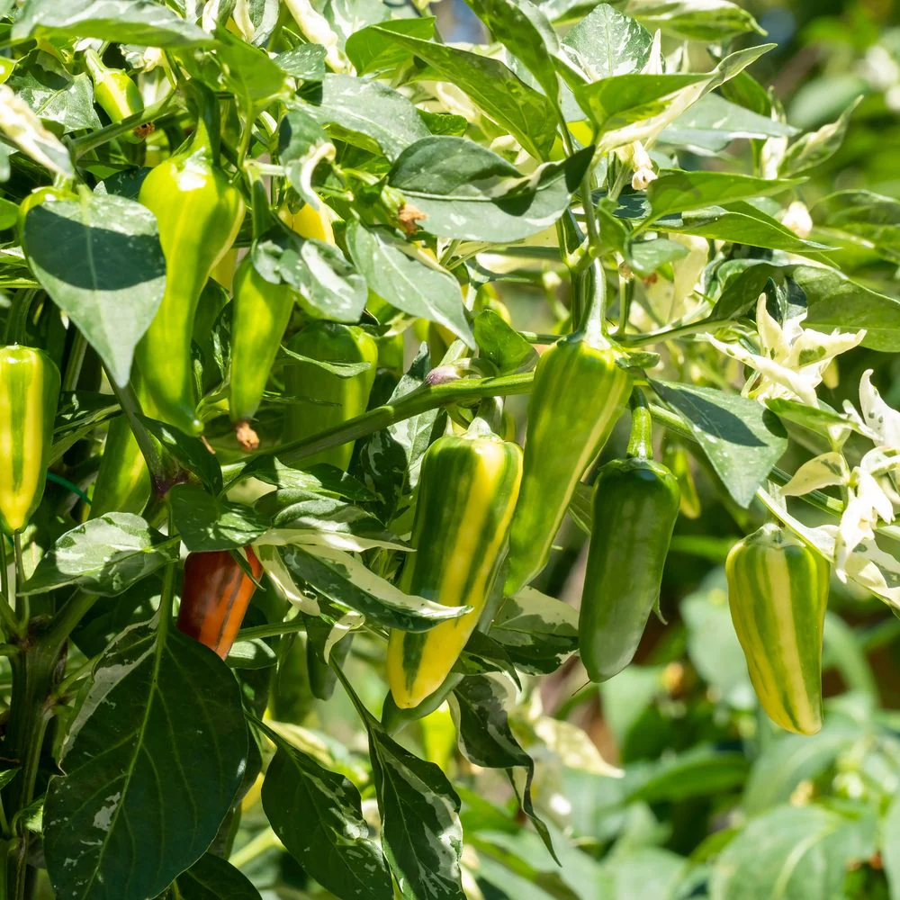 Candy Cane Chocolate Cherry Sweet Pepper Seeds - Image 4