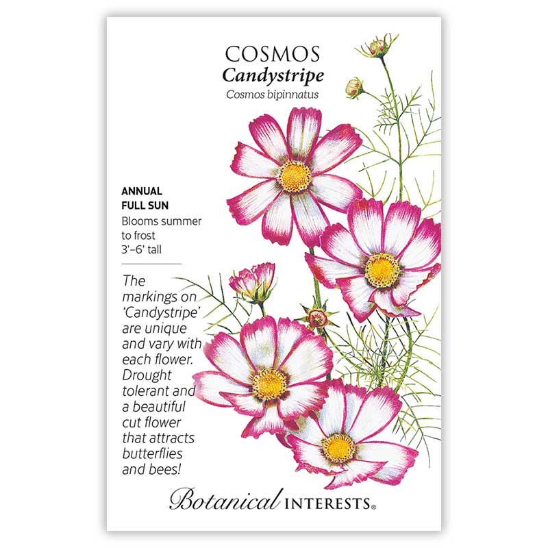 Candystripe Cosmos Seeds - Image 3