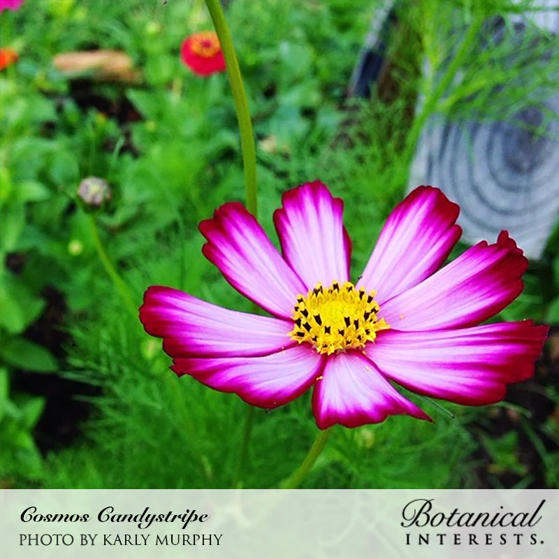 Candystripe Cosmos Seeds - Image 4