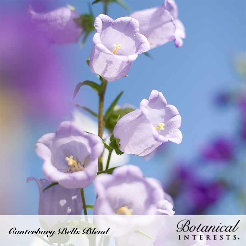 Storybook Blend Canterbury Bells Seeds - Image 4